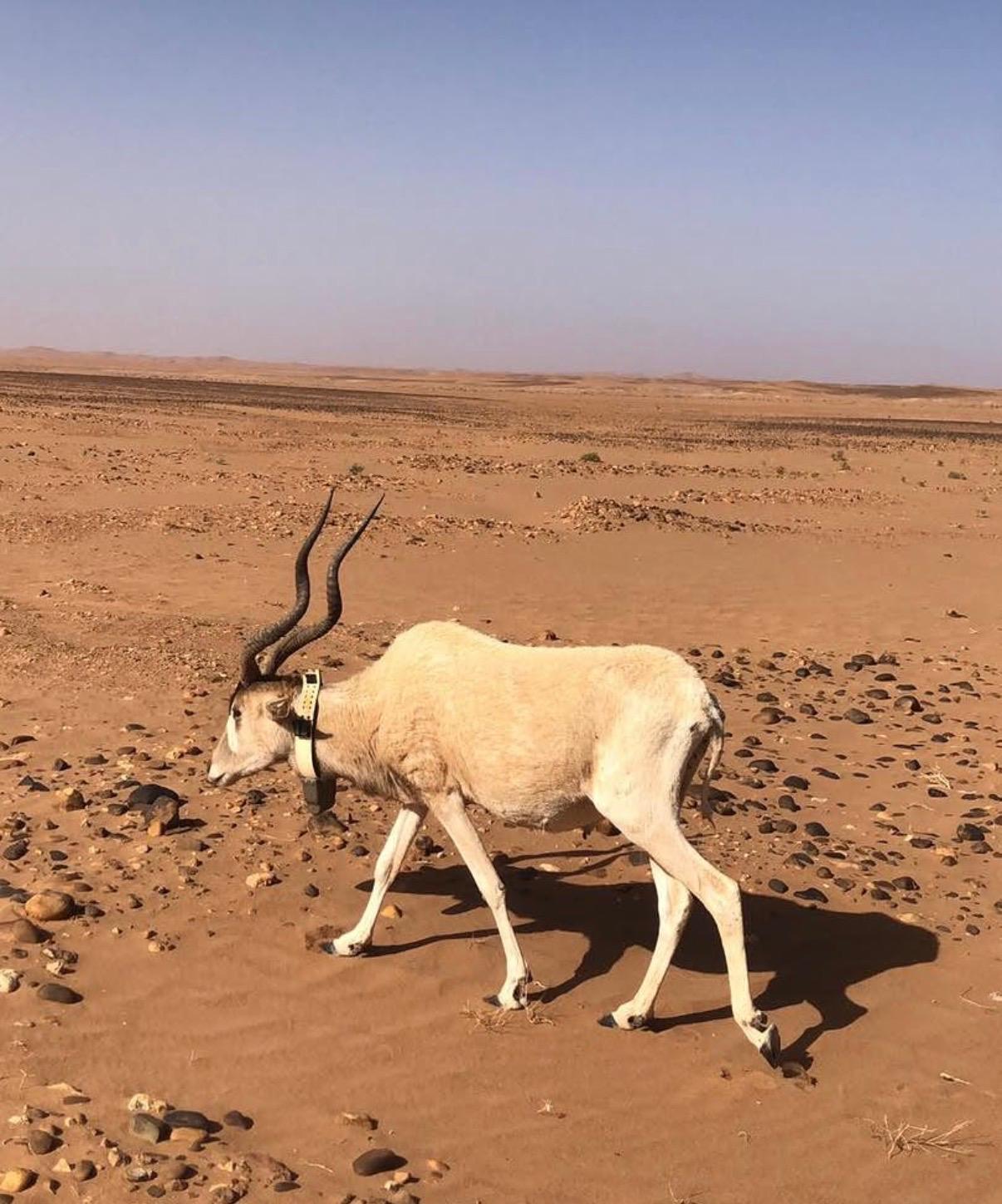 Zagora y oasis