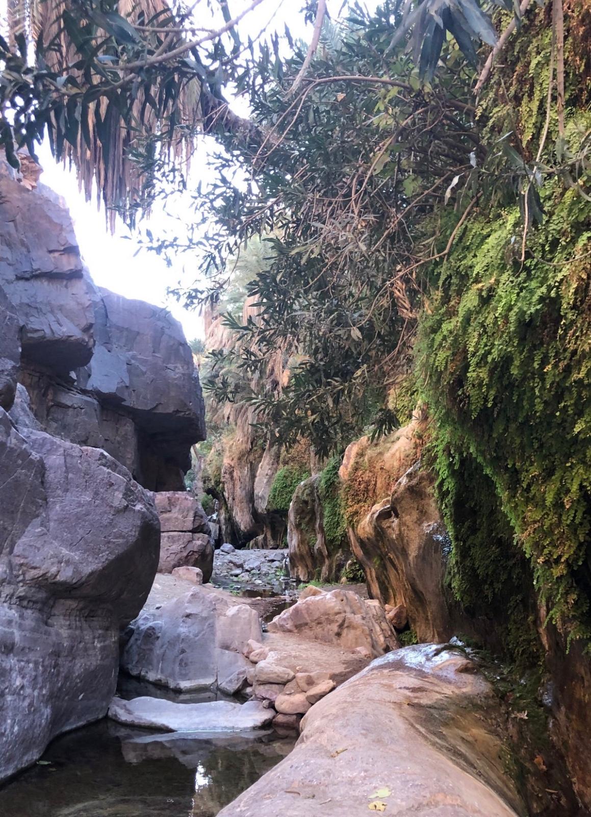 Cañón y oasis